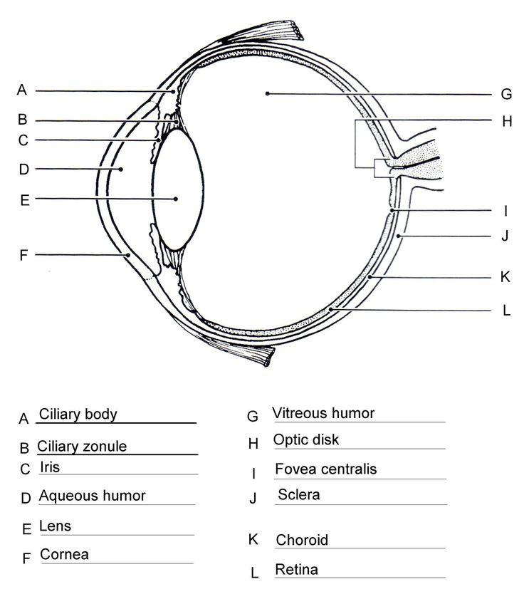 Eye And Ear Anatomy Worksheet Answers Anatomy Worksheets