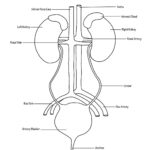 FREE HOMESCHOOLING RESOURCE The Renal System Printable Worksheets