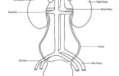 FREE HOMESCHOOLING RESOURCE The Renal System Printable Worksheets