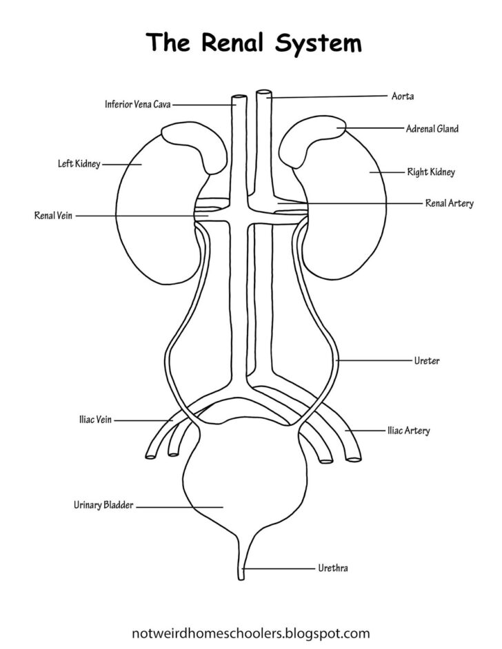 Free Homeschooling Resource The Renal System Printable Worksheets 