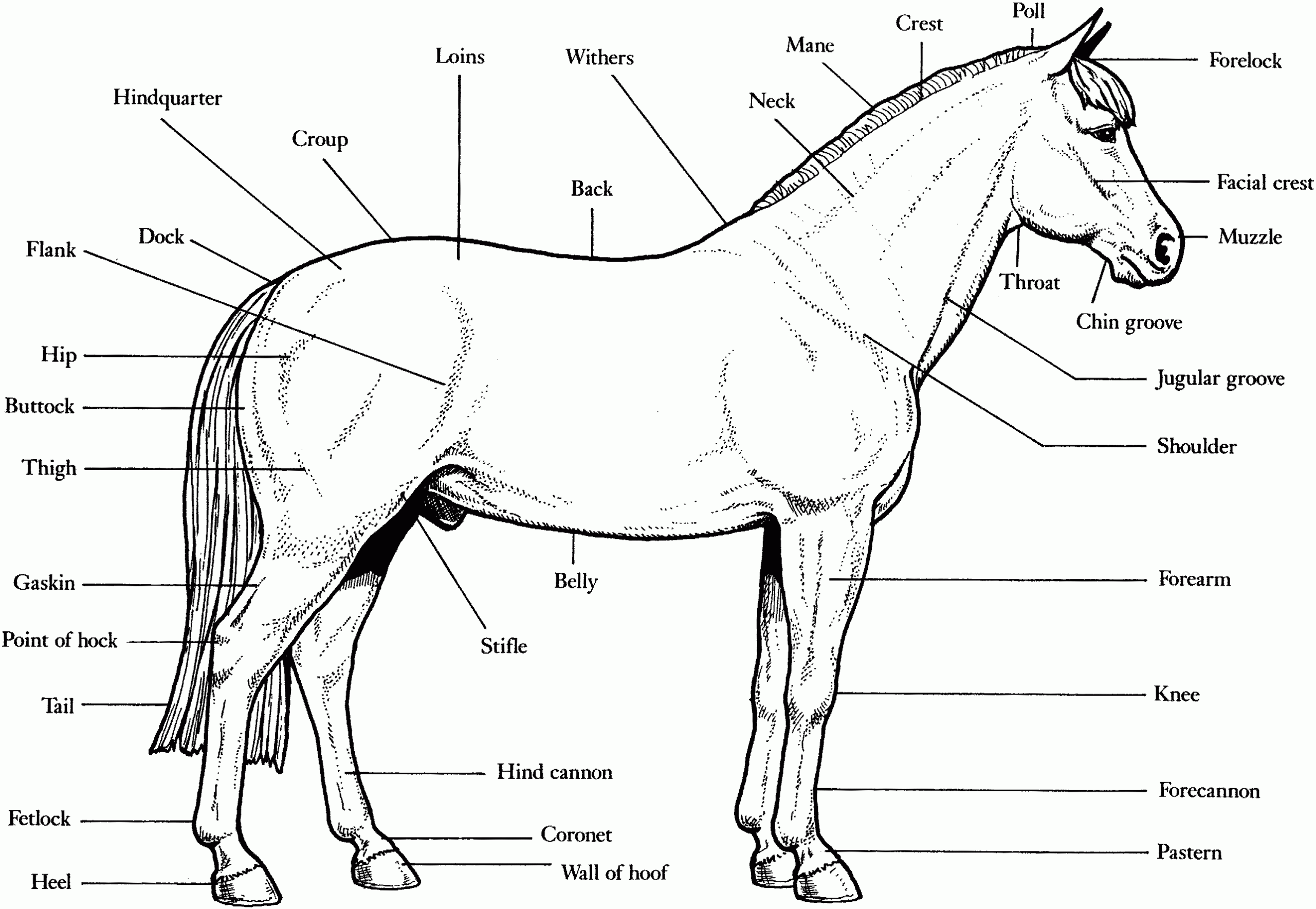 Free Horse Unit Study Resources Horse Anatomy Free Horses 