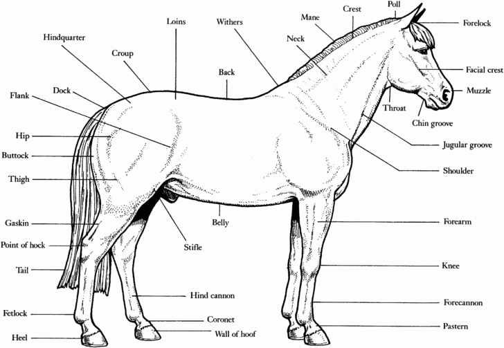 Horse Anatomy Chart Printable