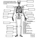 Free Human Anatomy Diagram Print Outs Electrical Drawing Wiring