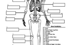 Free Human Anatomy Diagram Print Outs Electrical Drawing Wiring