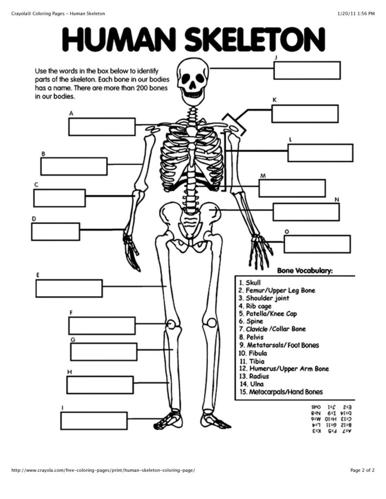 Free Human Anatomy Diagram Print Outs Electrical Drawing Wiring ...