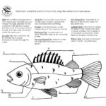 Free Human Body Worksheets First Grade 2021 In 2021 Fish Anatomy
