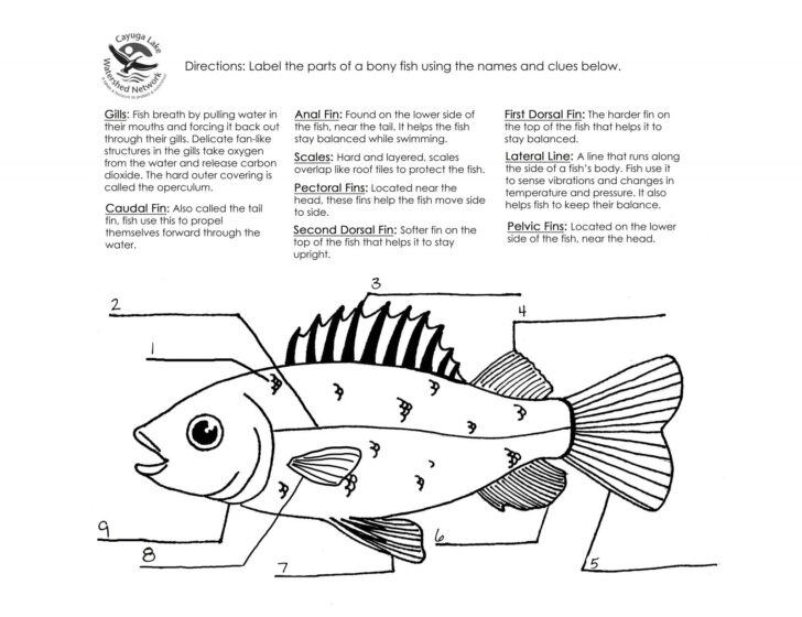 Fish Anatomy Worksheet Free Printable