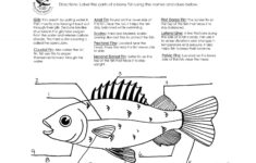 Free Human Body Worksheets First Grade 2021 In 2021 Fish Anatomy