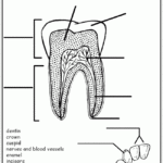 Free Label The Teeth Worksheet Homeschool Helper Science Worksheets