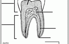 Free Label The Teeth Worksheet Homeschool Helper Science Worksheets