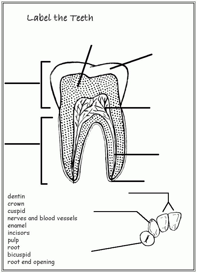 Tooth Anatomy Worksheet