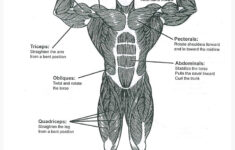 Free Printable Anatomy Charts 9 Free Body Diagram Free Printable