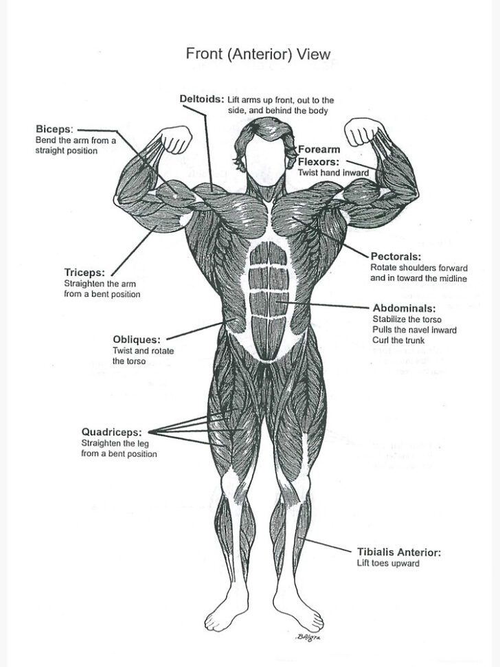 free-printable-anatomy-charts-9-free-body-diagram-free-printable-anatomy-worksheets