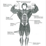 Free Printable Anatomy Charts 9 Free Body Diagram Free Printable