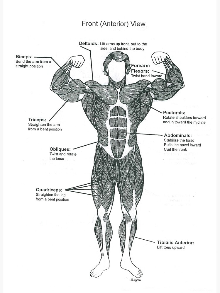 Free Printable Anatomy Charts 9 Free Body Diagram Free Printable 