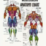 Free Printable Anatomy Charts Anatomy Head Chart Image Digital