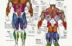Free Printable Anatomy Charts Anatomy Head Chart Image Digital