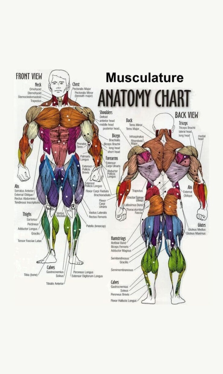 Printable Anatomy Charts