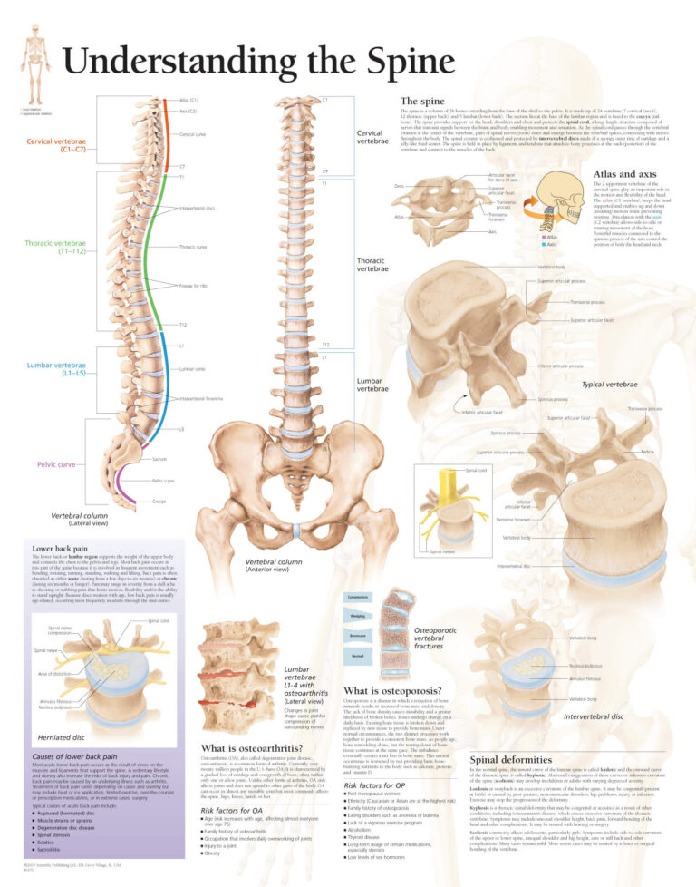 Free Printable Anatomy Charts Download Your FREE Printable Charts ...