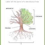 FREE Printable Anatomy Of A Tree Diagram In 2021 Study Printables