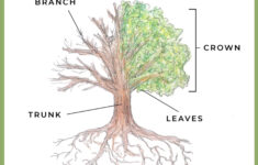 FREE Printable Anatomy Of A Tree Diagram In 2021 Study Printables