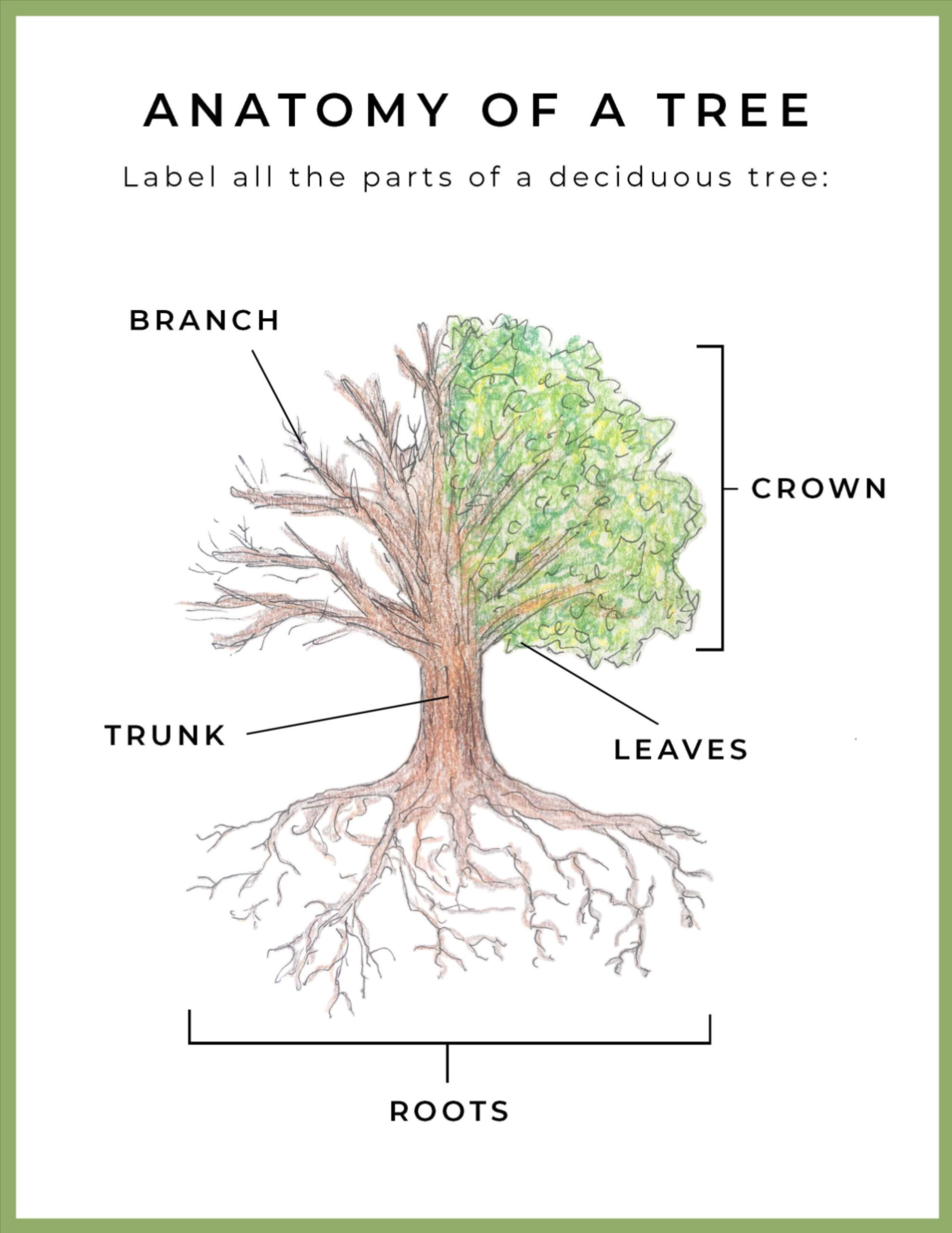 FREE Printable Anatomy Of A Tree Diagram In 2021 Study Printables 