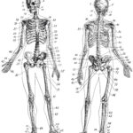 Free Printable Anatomy Pictures Free Printable