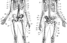 Free Printable Anatomy Pictures Free Printable