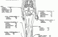 Free Printable Anatomy Pictures Free Printable