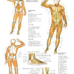 Free Printable Anatomy Pictures Free Printable