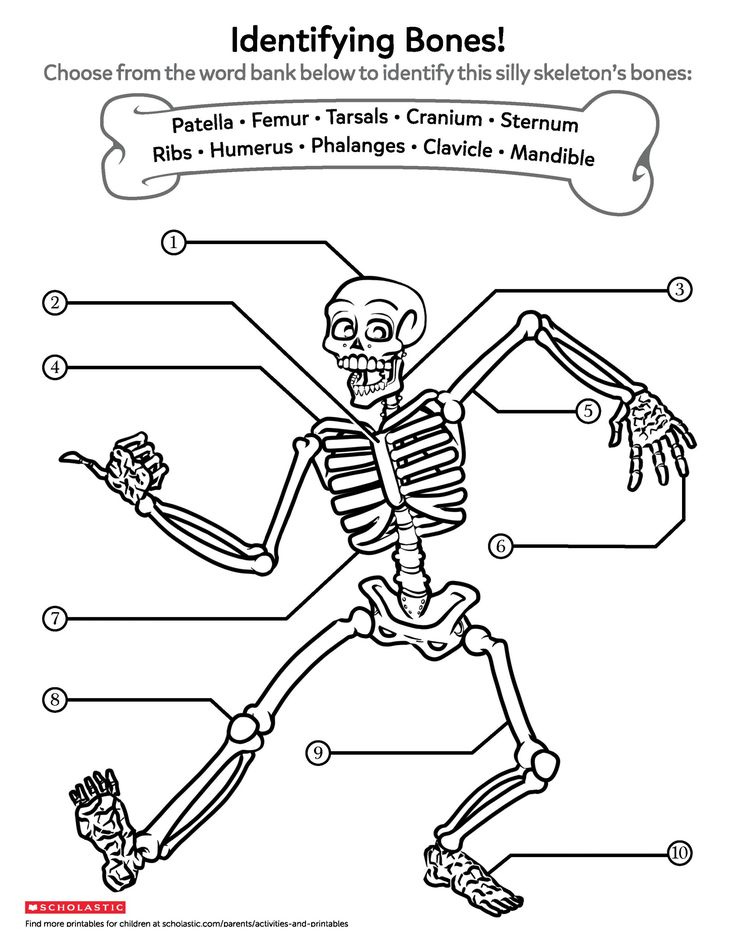 Free Printable Anatomy Worksheets Human Body Activities Kindergarten 