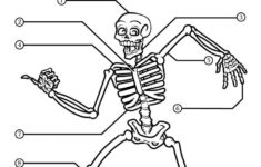 Free Printable Anatomy Worksheets Human Body Activities Kindergarten