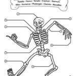 Free Printable Anatomy Worksheets Human Body Activities Kindergarten