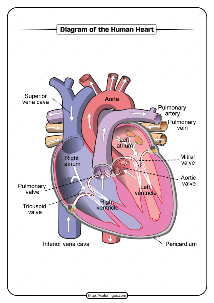 Heart Anatomy Diagram Printable