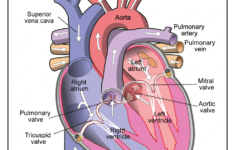 Free Printable Diagram Of The Human Heart