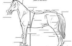 Free Printable Horse Anatomy Worksheets Thekidsworksheet