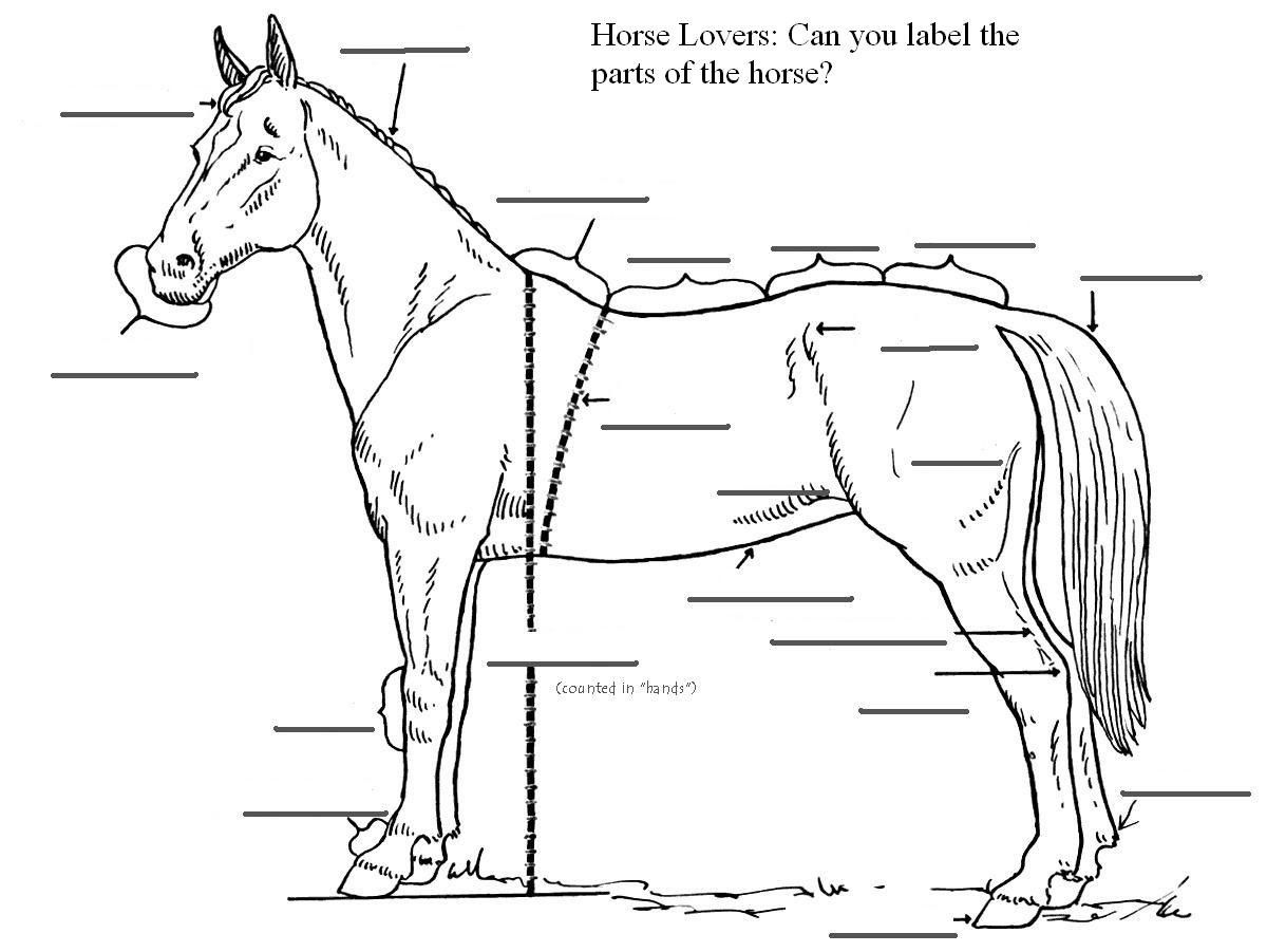 Free Printable Horse Anatomy Worksheets Thekidsworksheet