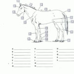 Free Printable Horse Worksheets RED Kids Worksheets Printables