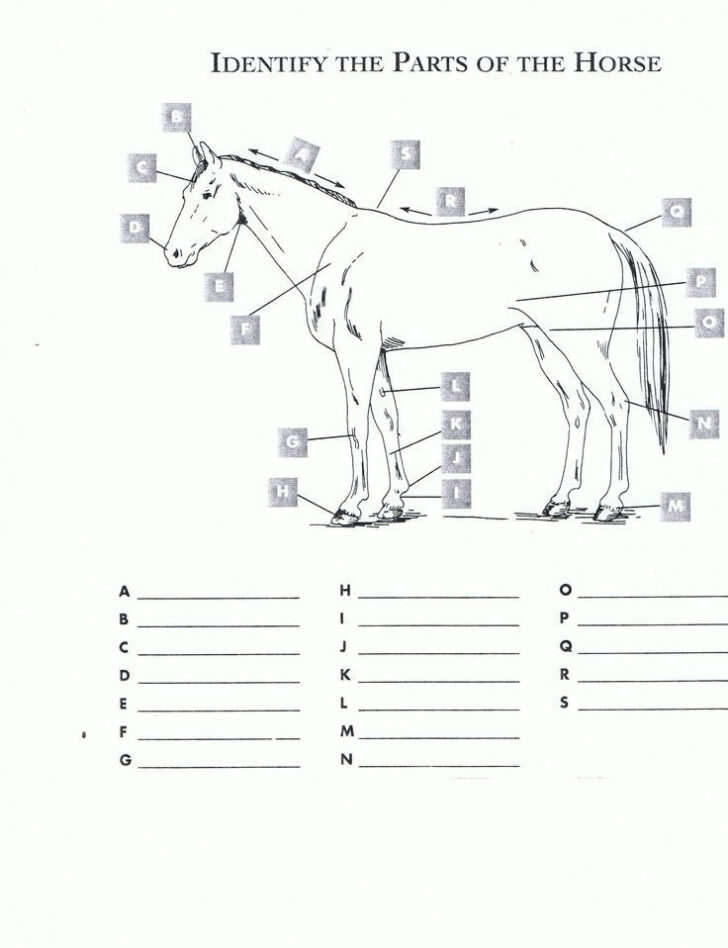 Horse Terms Worksheet For Kids