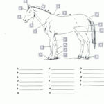 Free Printable Horse Worksheets RED OAK RIDER Program Kids