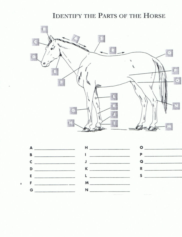 Horse Anatomy Worksheet For Kids