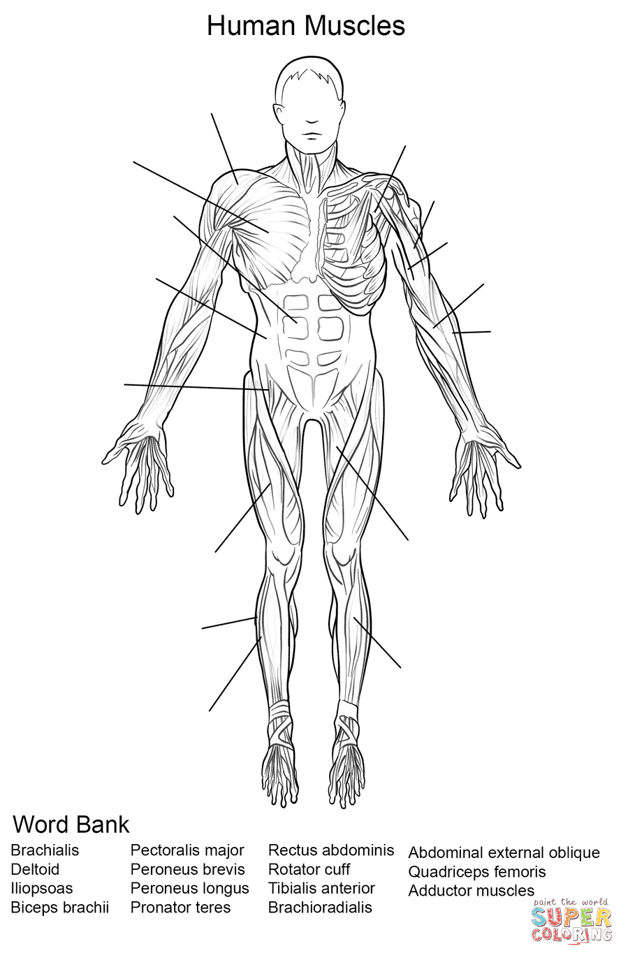 Free Printable Human Anatomy Worksheets Free Printable