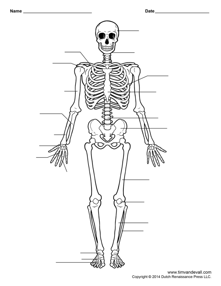 Human Anatomy Skeleton Worksheets