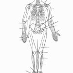 Free Printable Human Anatomy Worksheets Free Printable