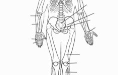 Free Printable Human Anatomy Worksheets Free Printable