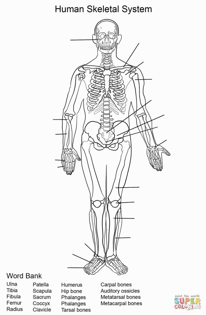 Free Printable Human Anatomy Worksheets Free Printable