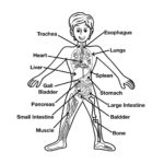 Free Printable Human Anatomy Worksheets Free Printable