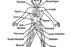 Free Printable Human Anatomy Worksheets Free Printable