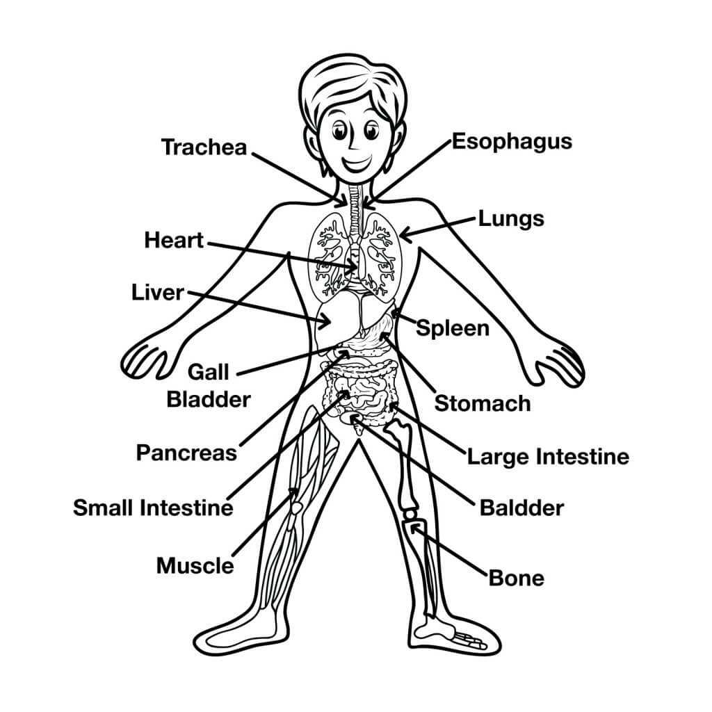 Free Printable Human Anatomy Worksheets Free Printable