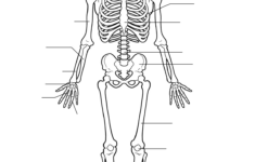 Free Printable Human Anatomy Worksheets Free Printable